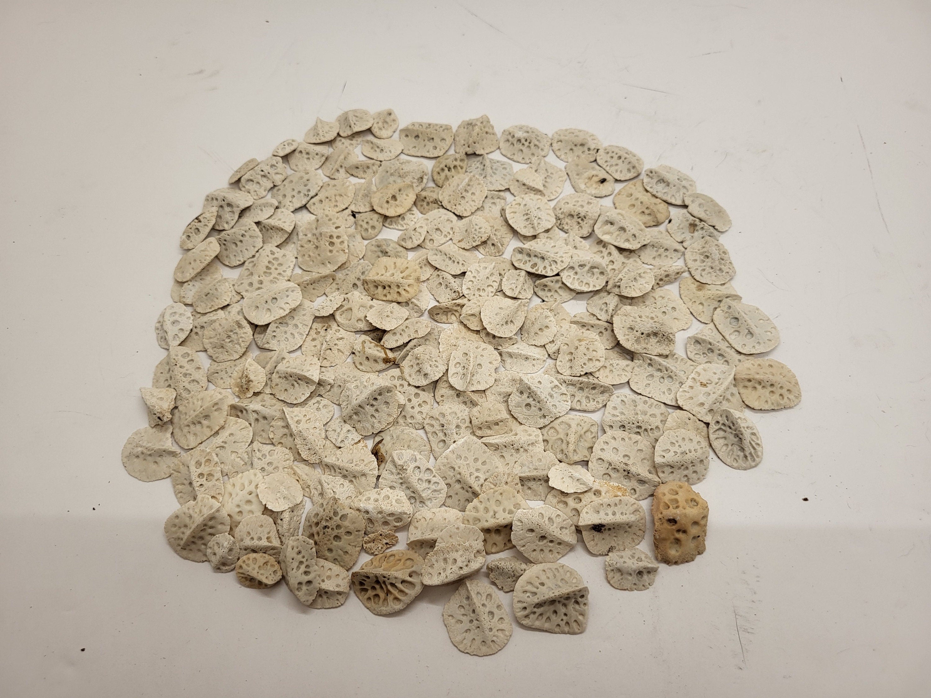 Alligator Scutes Extra Small 1/2 Pound Bag For Jewelry Making