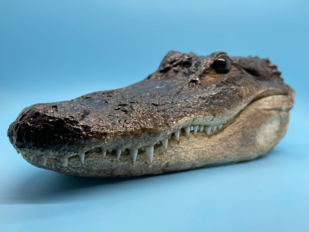 Jumbo Alligator Head Closed Mouth From Genuine Louisiana Gator 7 To 9”