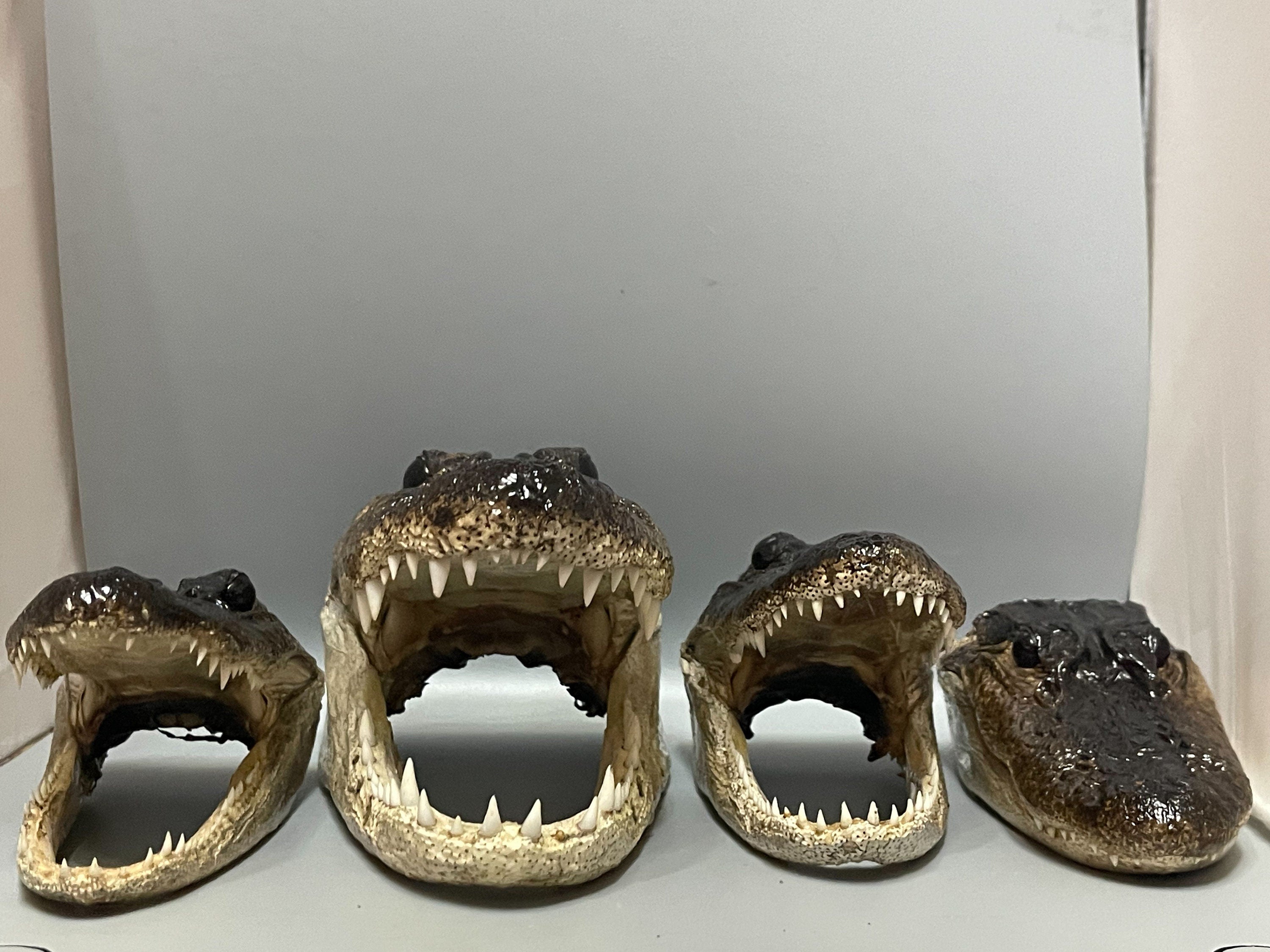 Lot Of 4 Scratch And Dent Alligator Heads From Genuine Louisiana Gators
