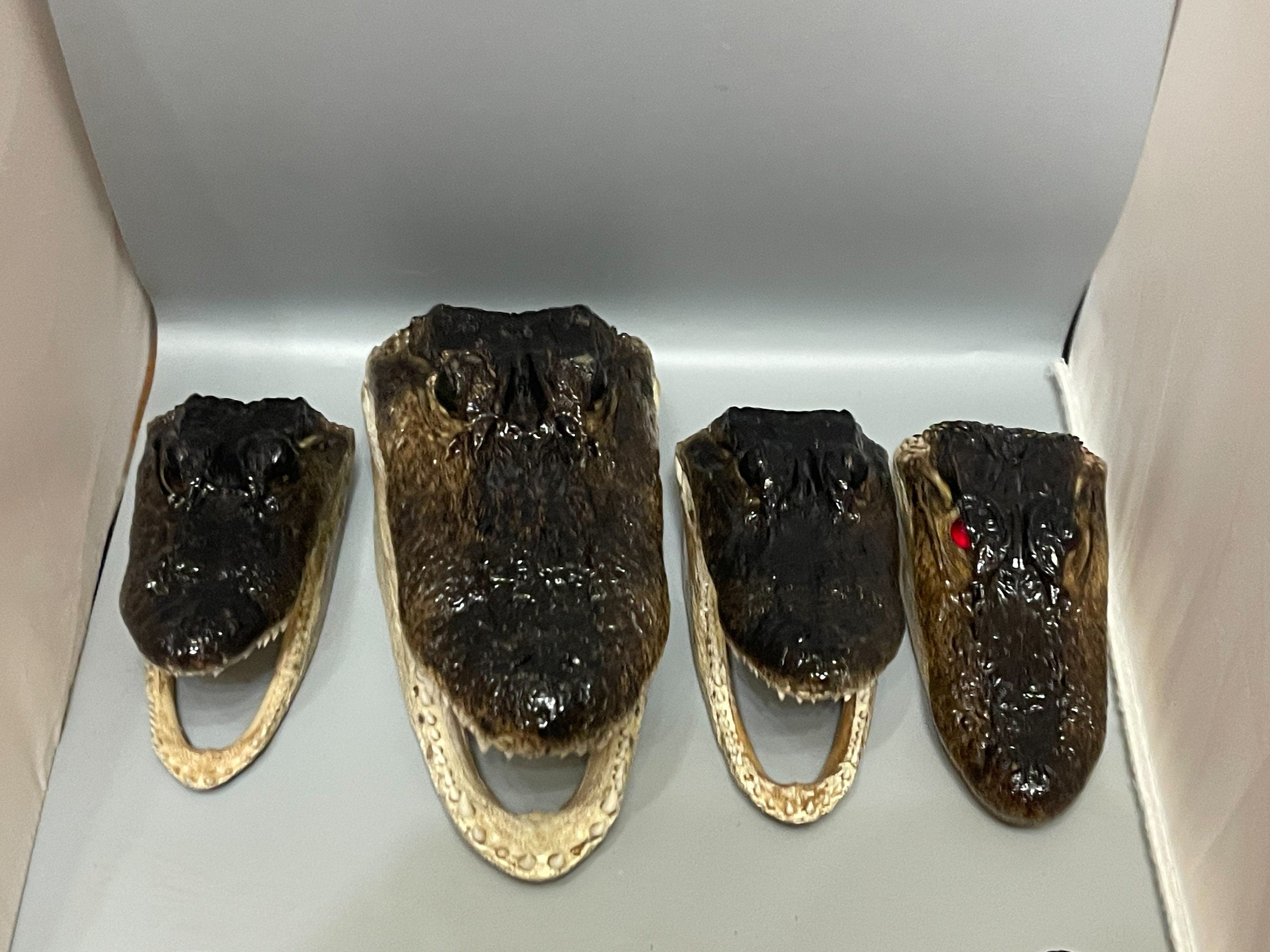 Lot Of 4 Scratch And Dent Alligator Heads From Genuine Louisiana Gators