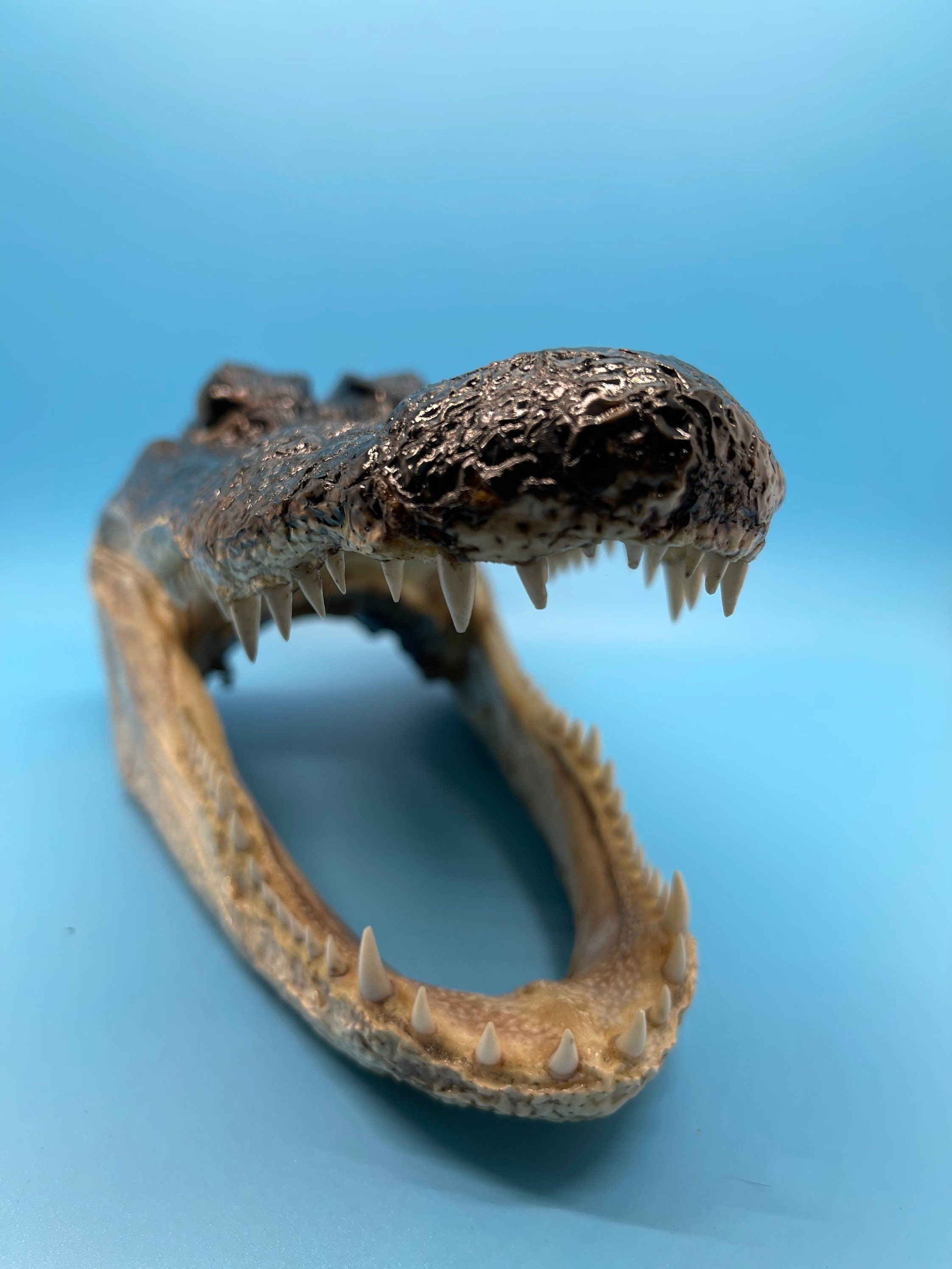 Jumbo Alligator Head Taxidermy From Genuine Louisiana Gator