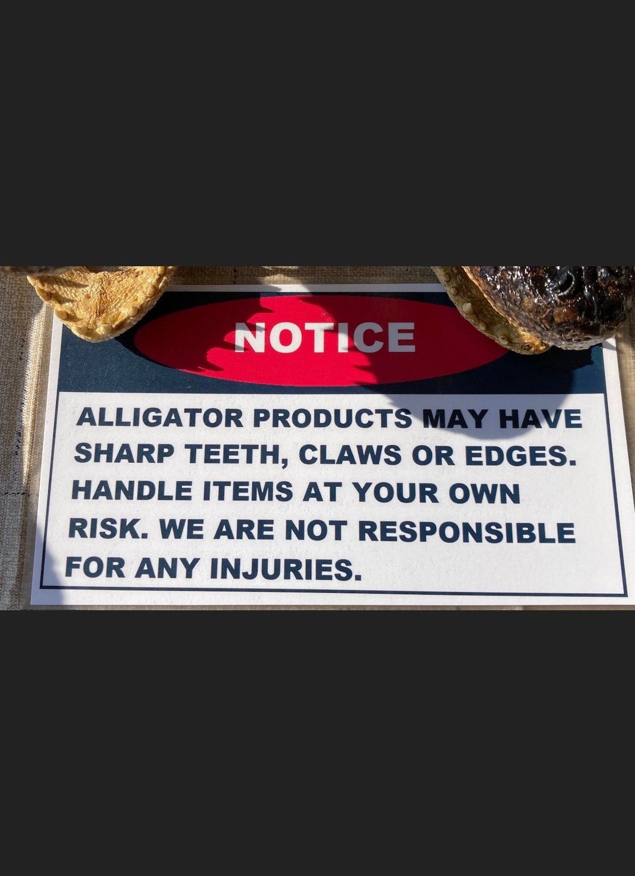 XL Alligator Head From Genuine Louisiana Gator