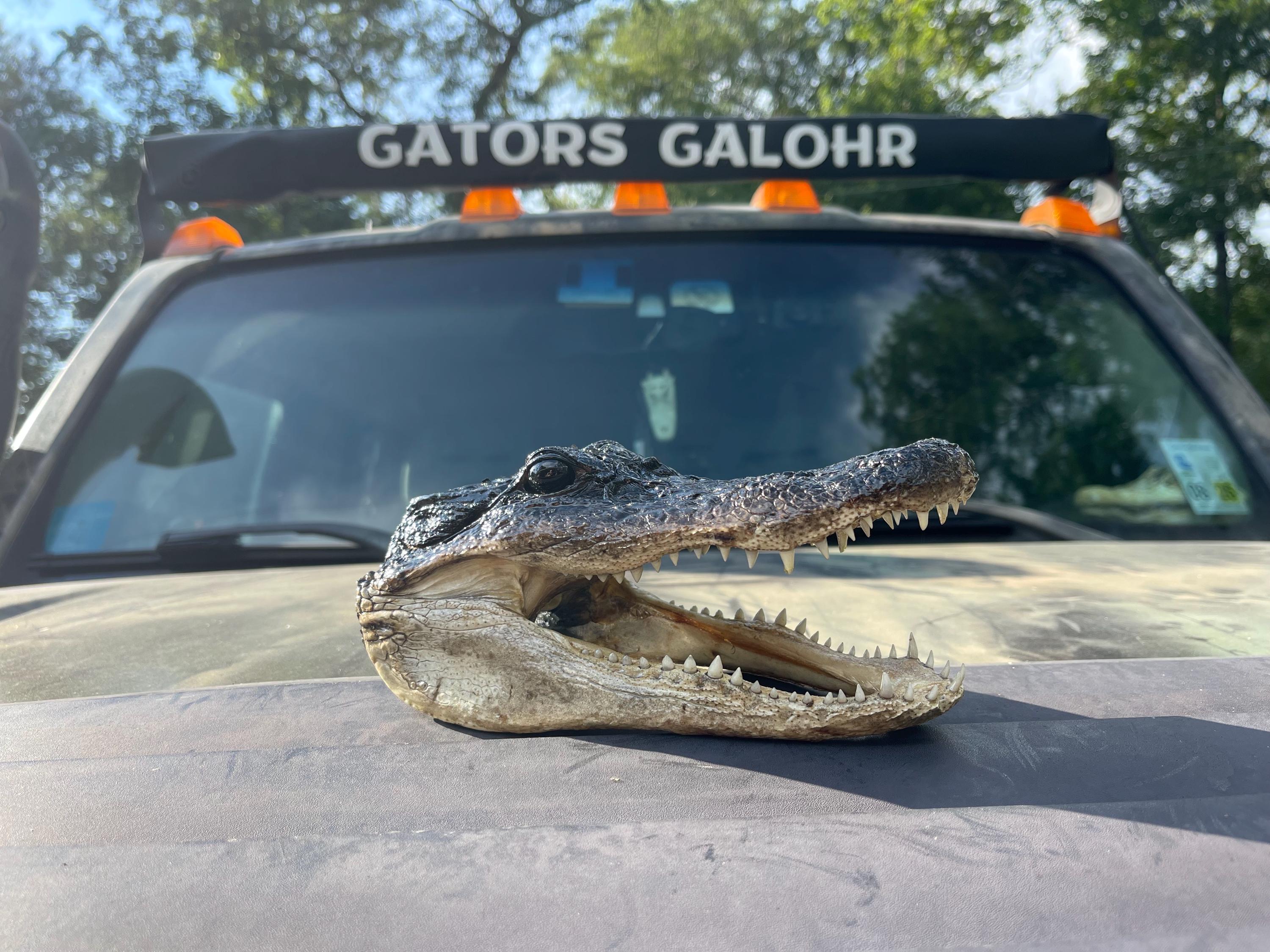 Lot of 3 Small Alligator Heads